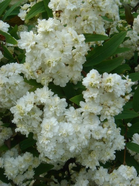 Spiraea cantoniensis P1C P27 (2)